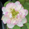 Mallory's Love - Hardy Water Lotus -pond shop plants lotus mallorys love 1000 84946.1673384154