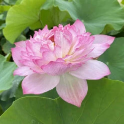 Mallory's Love - Hardy Water Lotus -pond shop plants lotus mallorys love feature 36879.1673384154