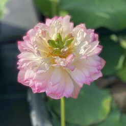Mallory's Love - Hardy Water Lotus -pond shop plants lotus mallorys love stem 66217.1673384154