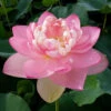 Mrs. Perry Slocum - Hardy Water Lotus -pond shop plants lotus mrs perry d slocum 1000 08870.1642450201