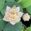Oriole - Pink Hardy Water Lotus 2 Oriole - Pink Hardy Water Lotus -pond shop plants lotus oriole 1000 64835.1674160606