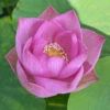 Princess Harper - Hardy Water Lotus -pond shop plants lotus princess harper 1000 41634.1674161382