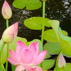 Princess Harper - Hardy Water Lotus 9 Princess Harper - Hardy Water Lotus -pond shop plants lotus princess harper light 87131.1674161382