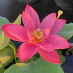 Red Doll-Hardy Water Lotus