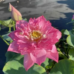 Red Shaoshan - Red Hardy Water Lotus -pond shop plants lotus red shaoshan 1000 55209.1674157350