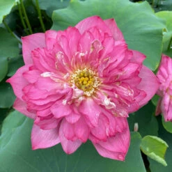 Red Shaoshan - Red Hardy Water Lotus -pond shop plants lotus red shaoshan centered 48541.1674157350