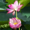 Rosy Clouds - Hardy Water Lotus