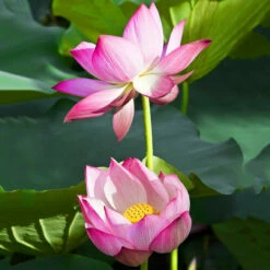 Rosy Clouds - Hardy Water Lotus