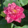 Red Shaoshan - Red Hardy Water Lotus -pond shop plants lotus shaoshan red city series 98610.1674157350