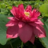 Splendor's Red - Hardy Water Lotus 2 Splendor's Red - Hardy Water Lotus -pond shop plants lotus splendors red full bloom 66741.1674152532