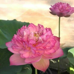 Super Excellent-Pink Hardy Water Lotus