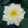 Sweet Acacia - Hardy Water Lotus -pond shop plants lotus sweet acacia 1000 35487.1642516693