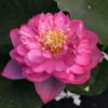 Titanic - Hardy Water Lotus -pond shop plants lotus titanic 1000 30599.1674154232