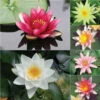 Premium Grower's Choice Hardy Water Lilies 1 Premium Grower's Choice Hardy Water Lilies -pond shop plants water lily growers choice 1000 53468.1672839608