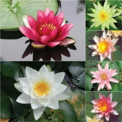 Premium Grower's Choice Hardy Water Lilies