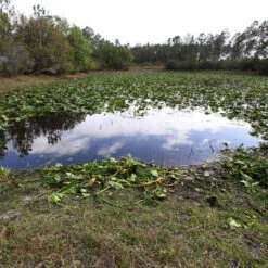 Jenlis Weed Razer Express Aquatic Weed Cutter 13 Jenlis Weed Razer Express Aquatic Weed Cutter -pond shop pond after jenlis cutting 62337.1673295034