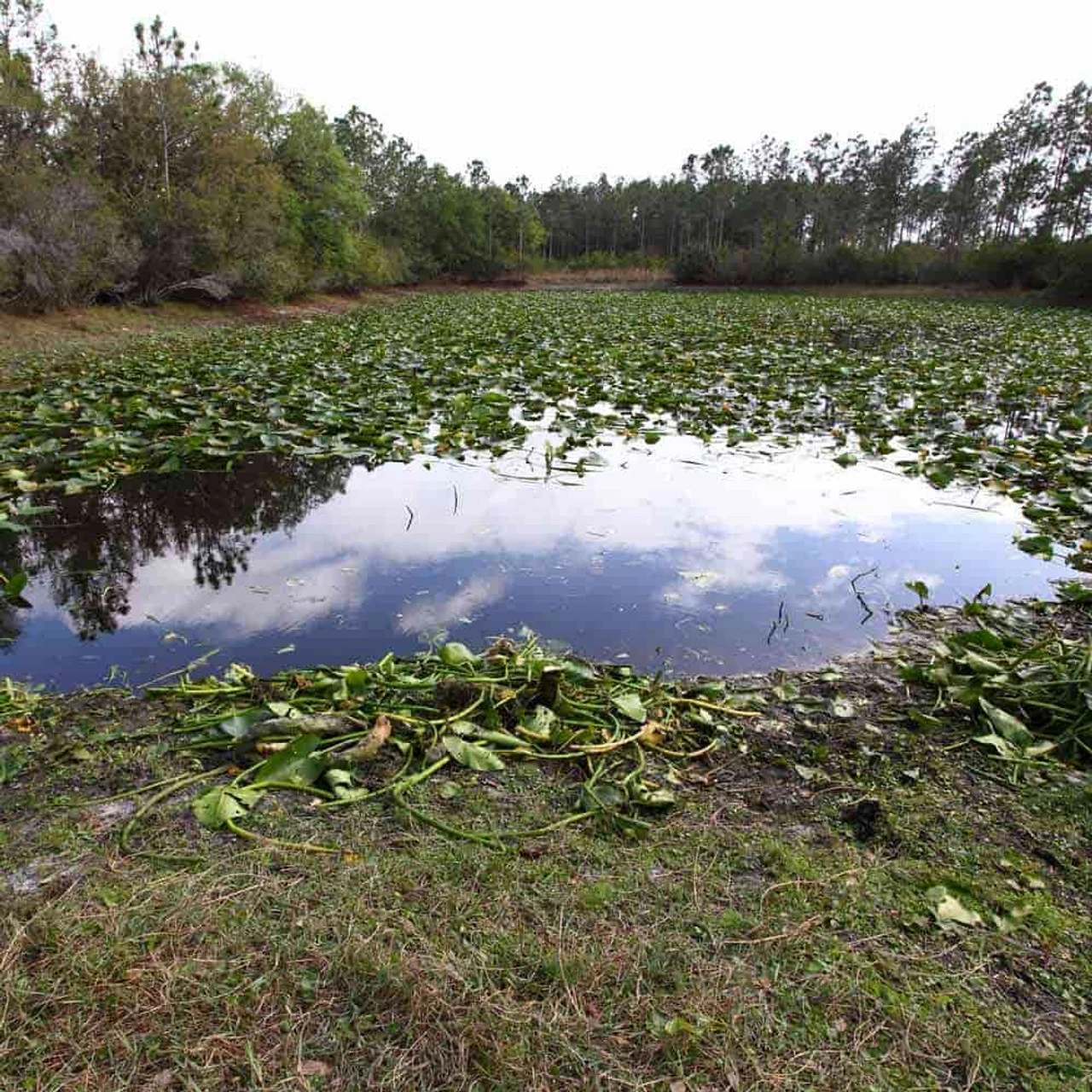 Jenlis Weed Razer Express Aquatic Weed Cutter 8 Jenlis Weed Razer Express Aquatic Weed Cutter - Image 6