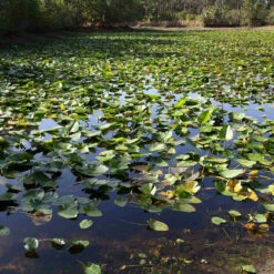 Jenlis Weed Razer Aquatic Weed Cutter -pond shop pond before jenlis cutting 71286.1673295121