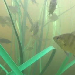 Pond King Honey Hole Grass -pond shop pond king honey hole grass fish grande 1000 44336.1656687588