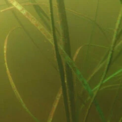 Pond King Honey Hole Reed -pond shop pond king honey hole reed fish food 93301.1676055868