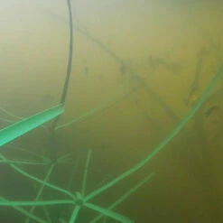 Pond King Honey Hole Reed -pond shop pond king honey hole reed mimics cattails 85899.1676055868