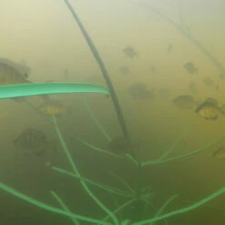 Pond King Honey Hole Reed -pond shop pond king honey hole reed underwater 1000 25228.1656510740