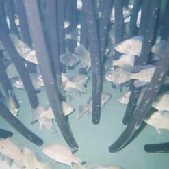 Pond King Honey Hole Shrubs 13 Pond King Honey Hole Shrubs -pond shop pond king honey hole shrub inuse 600 61727.1676051483