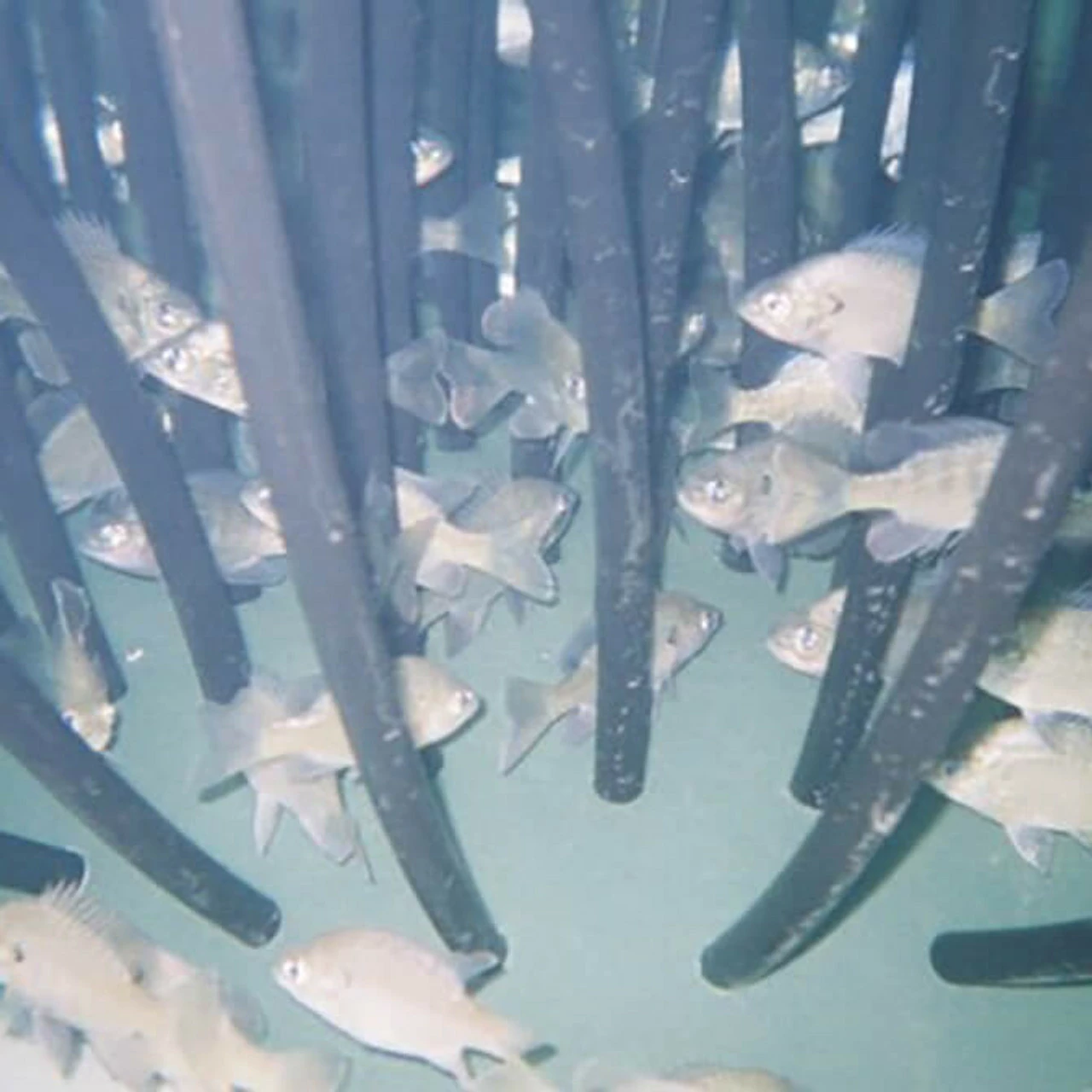 Pond King Honey Hole Shrubs 5 Pond King Honey Hole Shrubs - Image 3