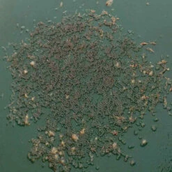 Pond King Honey Hole Spawning Discs -pond shop pond king honey hole spawning discs eggs 51921.1676054755