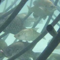 Pond King Honey Hole Trees 25 Pond King Honey Hole Trees -pond shop pond king honey hole tree limbs underwater 73042.1676047768