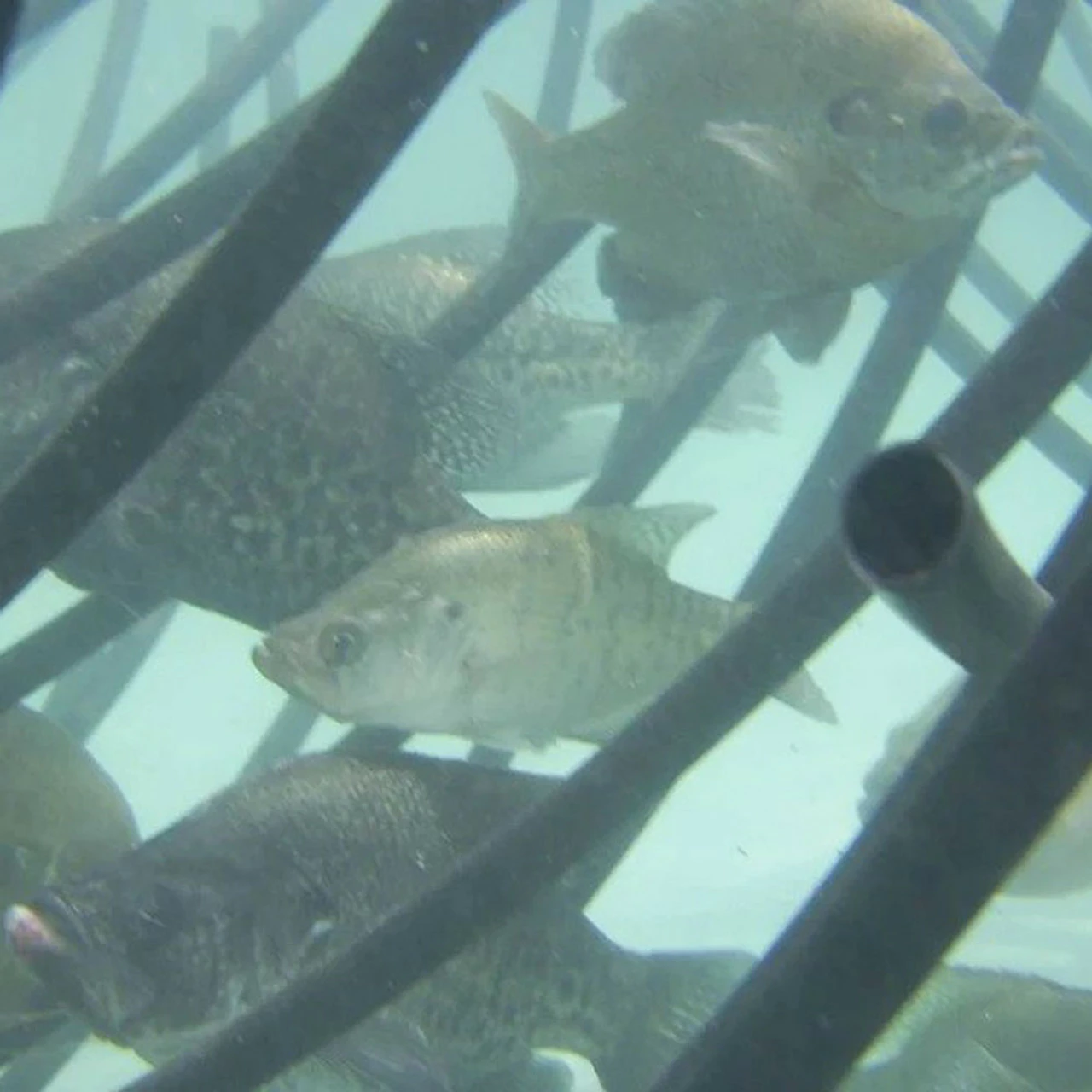 Pond King Honey Hole Trees 12 Pond King Honey Hole Trees - Image 10