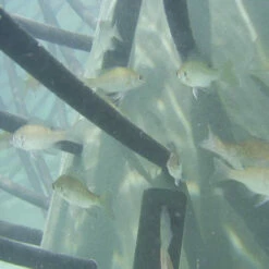 Pond King Honey Hole Trees 27 Pond King Honey Hole Trees -pond shop pond king honey hole tree underwater fish 74999.1676047768