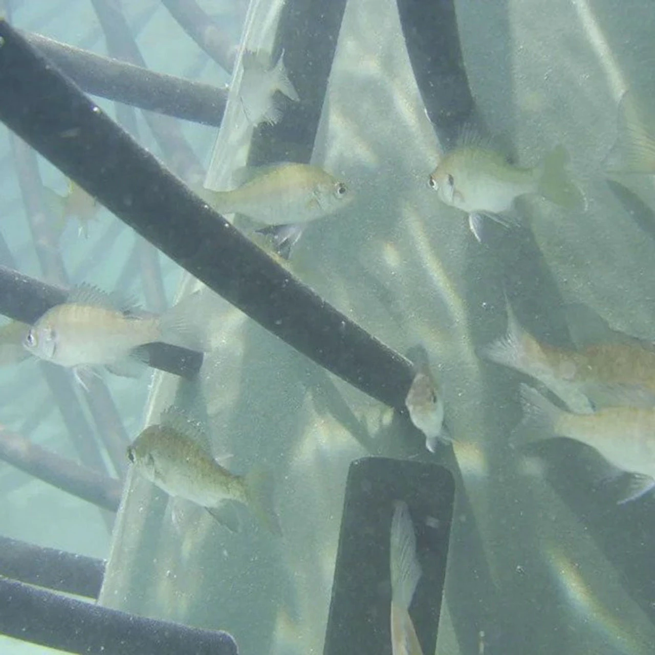 Pond King Honey Hole Trees 14 Pond King Honey Hole Trees - Image 12