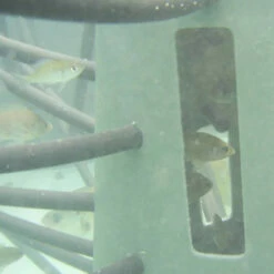 Pond King Honey Hole Trees 17 Pond King Honey Hole Trees -pond shop pond king honey hole tree underwater view 41282.1676047620