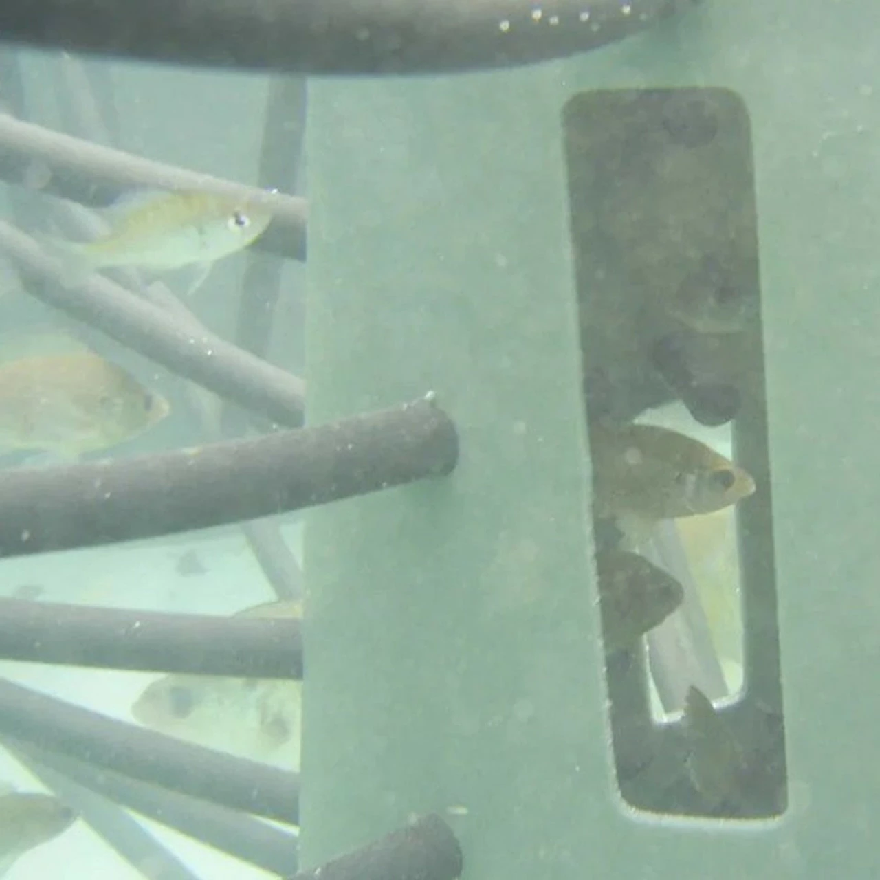 Pond King Honey Hole Trees 4 Pond King Honey Hole Trees - Image 2