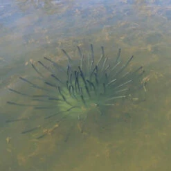 Pond King Honey Hole Shrubs 19 Pond King Honey Hole Shrubs -pond shop pond king shrub underwater 16475.1676051484