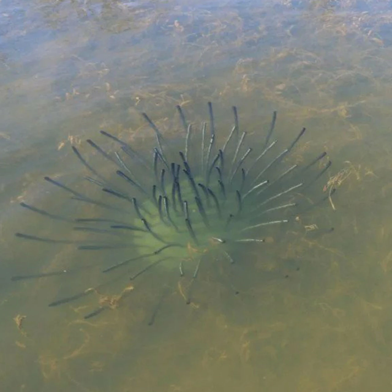 Pond King Honey Hole Shrubs 11 Pond King Honey Hole Shrubs - Image 9