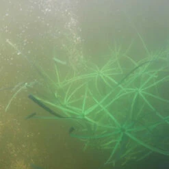 Pond King The Honey Hole, 2-Pack 14 Pond King The Honey Hole, 2-Pack -pond shop pond king the honey hole coverage 1000 39777.1675959635