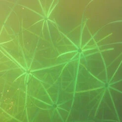 Pond King The Honey Hole, 2-Pack 13 Pond King The Honey Hole, 2-Pack -pond shop pond king the honey hole snag free limbs 1000 67338.1675887624