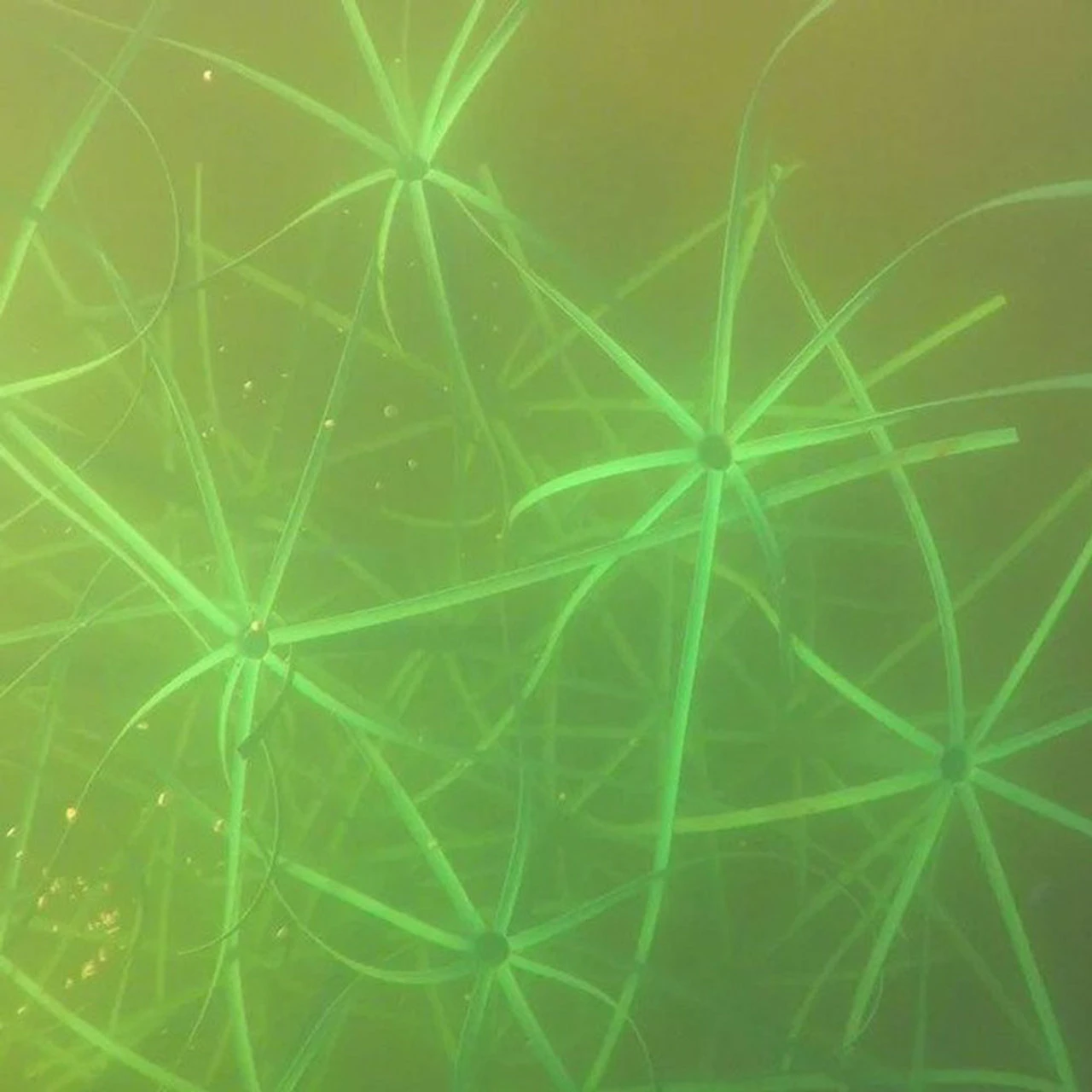 Pond King The Honey Hole, 2-Pack 5 Pond King The Honey Hole, 2-Pack - Image 3