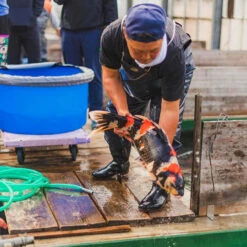 8-10" Japanese Premium Gosanke Koi Packages -pond shop releasing koi feature 1000 08776.1680708077