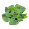 The Pond Guy Artificial Water Lettuce 1 The Pond Guy Artificial Water Lettuce -pond shop the pond guy artificial water lettuce 1000 57700.1650848150