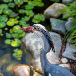 The Pond Guy Blue Heron Decoy -pond shop the pond guy blue heron decoy back view 1000 26832.1666891706