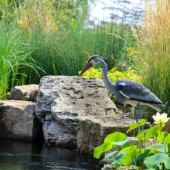 The Pond Guy Blue Heron Decoy -pond shop the pond guy blue heron decoy pond side 1000 10706.1666891706